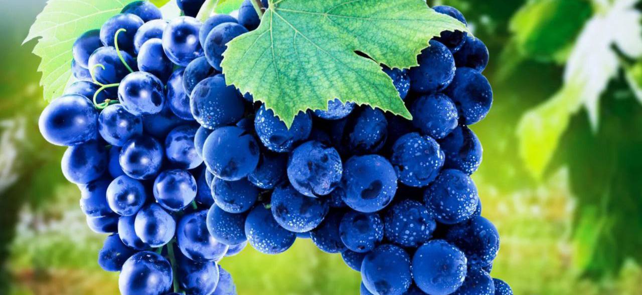 Grožđe: male bobice s velikom korist